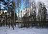 Коттеджный поселок  Мишкин лес, Ленинградская область. Фото