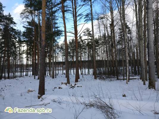 Коттеджный поселок  Мишкин лес, Приозерский район. Актуальное фото.