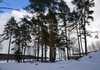 Коттеджный поселок  Мишкин лес, Ленинградская область. Фото